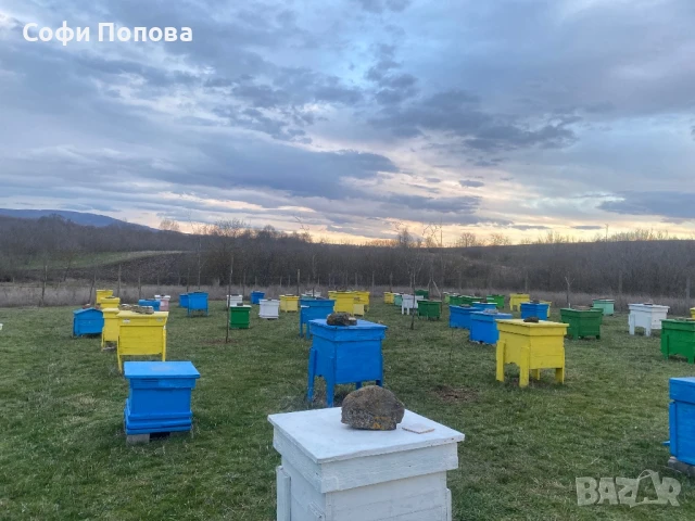 ПЧЕЛНИ СЕМЕЙСТВА