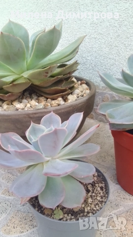 Ешеверия различни размери, снимка 11 - Стайни растения - 50851903