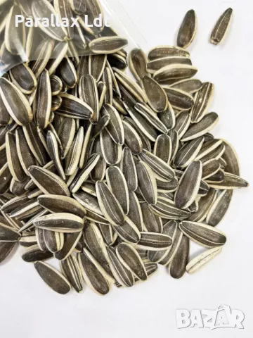 Шарен и бял слънчоглед