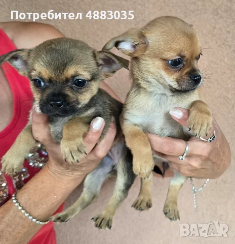 ЧИХУАХУА мъжки женски , снимка 6 - Чихуахуа - 55774343