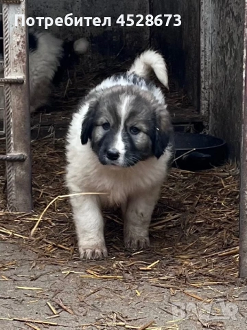 Продавам малки кученца