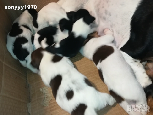 джак ръсел-бебета 1709250938, снимка 12 - Джак ръсел териер - 51740822