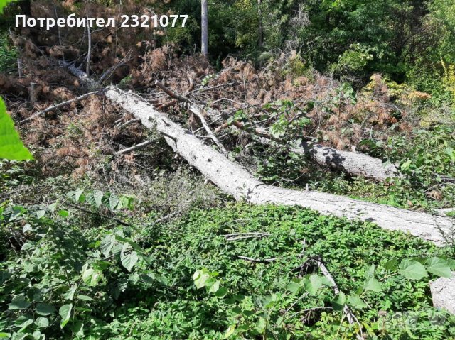 Борови трупи, снимка 3 - Строителни материали - 38176102