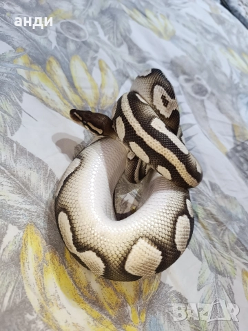 мъжки кралски питон Mojave orange dream pastel, снимка 11 - Змии - 52985615