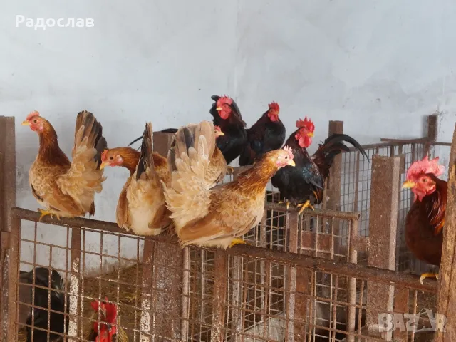Шабо , кокошки, петли