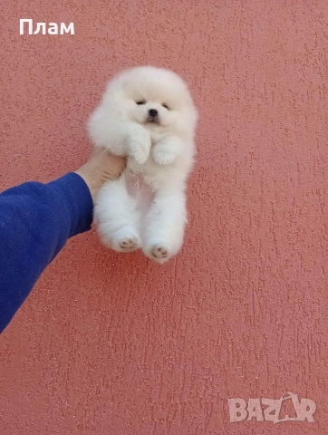 Мъжки и женски Померани.Реални снимки !, снимка 6 - Померан - 54105762