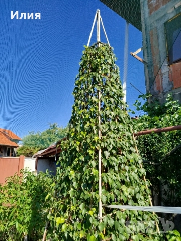 Бреза на формировка пирамида , снимка 10 - Градински цветя и растения - 51471282