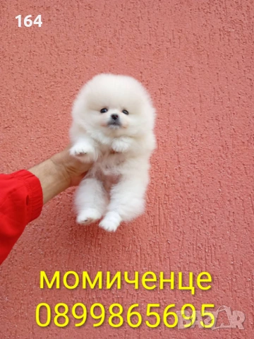 Женски бял мини Померан. Реални снимки от 09.04.26 г. , снимка 2 - Померан - 54149324