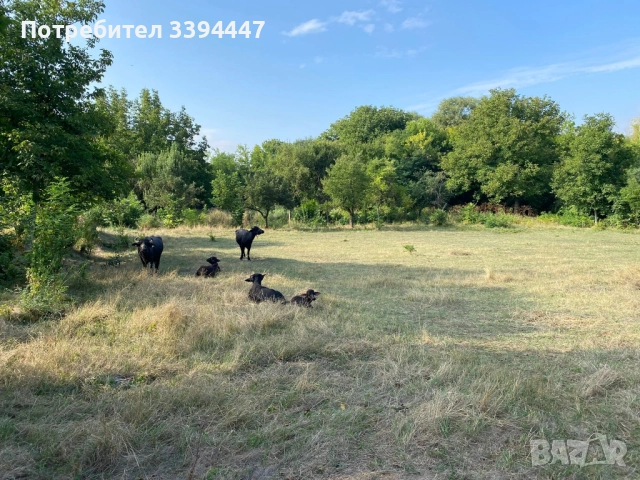 електропастир 5 J комплект с фотоволтаичен парк и чисто нов контролер , снимка 4 - Други - 51921655