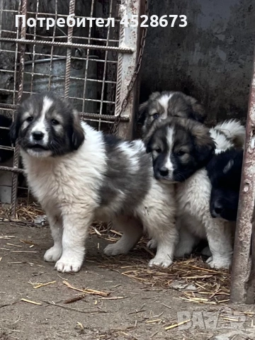 Продавам малки кученца, снимка 7 - Каракачанска овчарка - 53068657