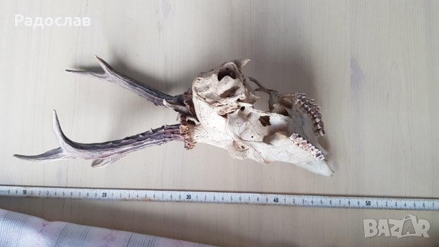 Продавам ловен трофей глава с рогата , снимка 3 - Екипировка - 27573164