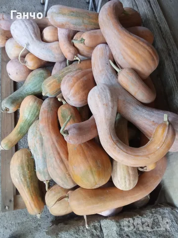 Тиква,четири вида., снимка 7 - Домашни продукти - 56080705