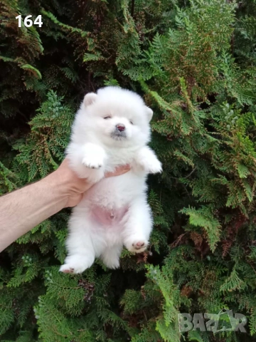 Померани. Реални снимки от 21.04.2026 г. , снимка 11 - Померан - 54273673