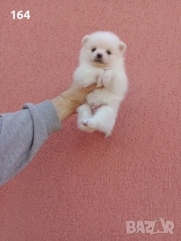 Бяло момченце. Померан. Реални снимки от 29.12.25 г., снимка 5 - Померан - 52932932