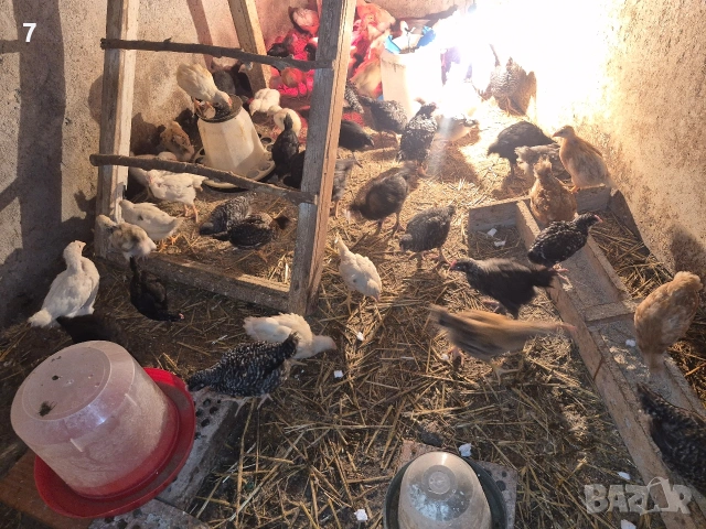 продавам селски пилета , снимка 4 - Кокошки и пуйки - 54069894