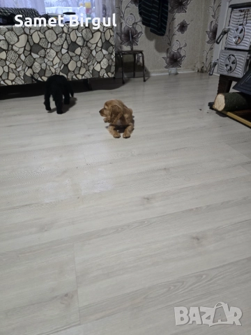 Prodavam 200 lv., снимка 11 - Кокер шпаньол - 52515067