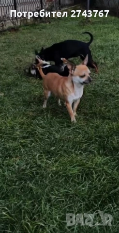 Пинчер , снимка 3 - Пинчер - 54132425