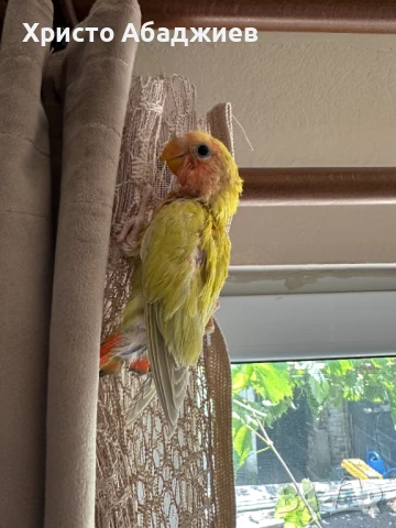 ръчни неразделки, снимка 5 - Папагали - 50866658