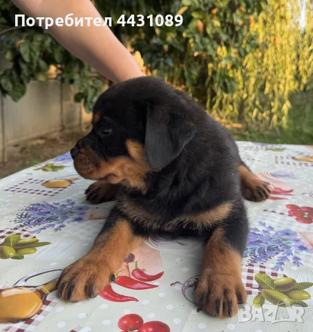 ротвайлер момиченца, снимка 3 - Ротвайлер - 55706180