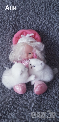 МНОГО,МНОГО СЛАДКИ БЕБЧЕТА, снимка 6 - Британска късокосместа - 54194297