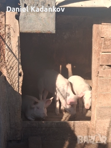 Прасета до 30-35кг, снимка 3 - Прасета - 52695902