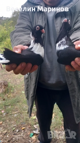 Продавам шуменски гълъби , снимка 4 - Гълъби - 52011901