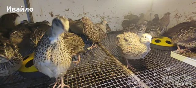 пъдпъдъци , снимка 7 - други­ - 49160828