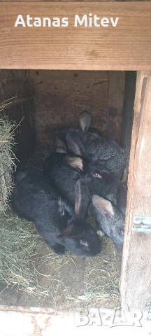 зайци за разплод и месо , снимка 3 - Други - 54053396
