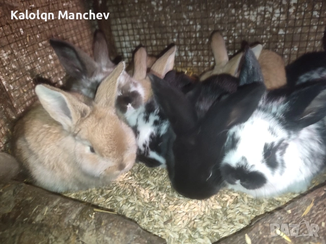 зайци на 5.6месеца мъжки и женски цена от 25 до 30 💶, снимка 12 - Други животни - 53956435