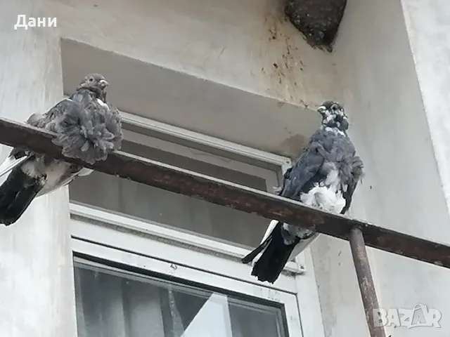 декоративни гълъби , снимка 1