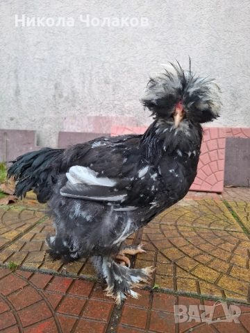 Струмски стандарт пилета , снимка 5 - Кокошки и пуйки - 52364804