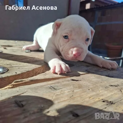 свободни Американски були , снимка 8 - Други животни - 56337723