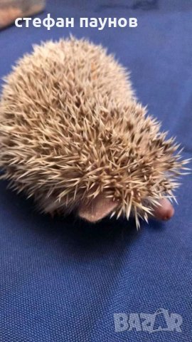 Свободни мини таралежчета, снимка 3 - Таралеж - 34074816