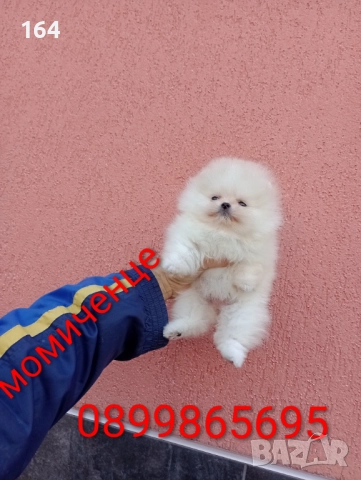 Мини Померан. Миниатюрно мини момиченце. Реални снимки!, снимка 6 - Померан - 52731610