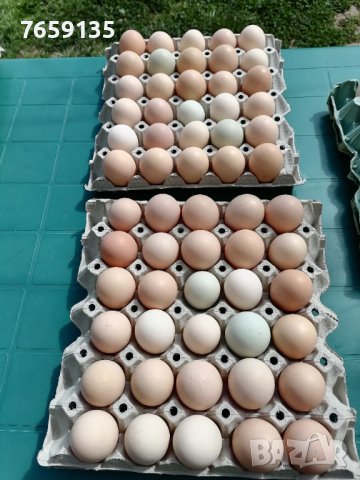 Домашни яйца, снимка 2 - Кокошки и пуйки - 40529152