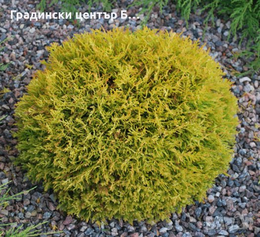 Кълбовидна туя рейнголд в саксия, снимка 3 - Градински цветя и растения - 42041118