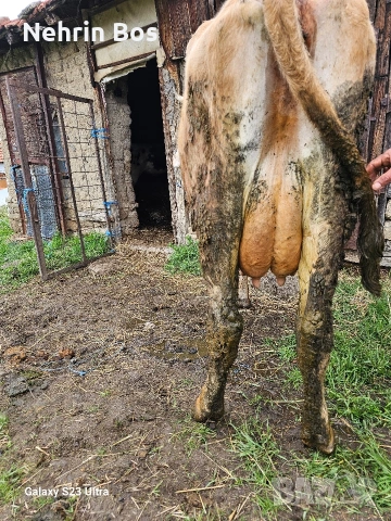 krava na 2 tele sls 18 litra mlako moje i sls trapa sls drugi jivotni