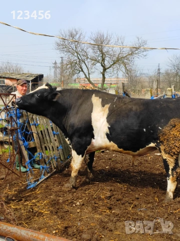 Продавам бик  4 евро/кг