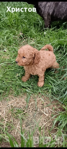 мини пудел бебета , снимка 5 - Пудели - 54294773