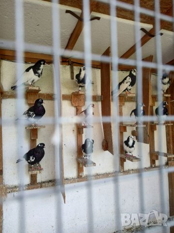 Млади гълъби  на въртене, снимка 6 - Гълъби - 37600893