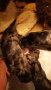 малки кученца Чихо пинчер Мерле, снимка 1 - Пинчер - 44658283
