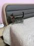 Бенгалски котета, снимка 6