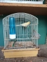Продавам канари порода Малиноа. , снимка 3