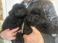 Мини Пудел , снимка 9