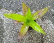 Ароматна кализия (Callisia fragans), снимка 1 - Стайни растения - 36983604