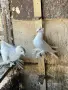 Демкежи чифтове и тек, снимка 18