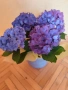 Декоративно цвете Хортензия, снимка 3
