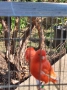 Продавам цветни канари, снимка 2
