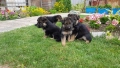 Развъдник”Georgiev Nouse”продава малки чистокръвни немски овчарки женски, снимка 9