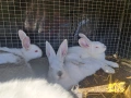 Продава зайци, снимка 4